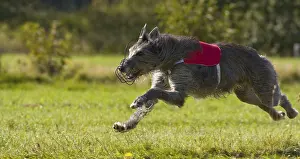 Deerhound, Greyhound Coursing, Hoope