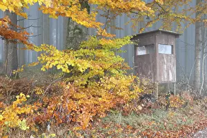 Deerstand underneath the colourful autumn leaves of a beech (Fagus sylvatica)
