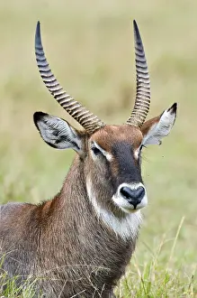 Defassa Waterbuck (Kobus ellipsiprymnus defassa)