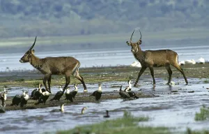 Defassa Waterbuck (kobus ellipsiprymnus) defassa with White-Breasted Cormorant