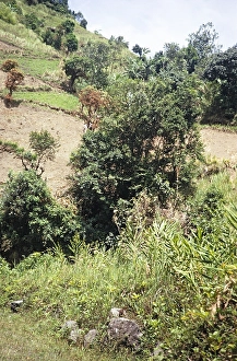 Deforestation to create fields for subsistence farming, Blue Mountains, Jamaica, West Indies 1970, Central America