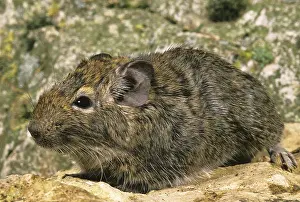 DEGU (octodon degus) OR CHILEAN RAT