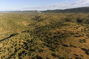 Dehesa, holm oak forest, aerial view
