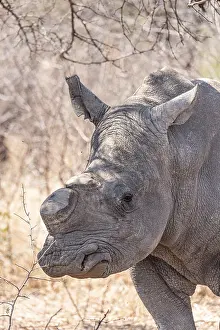Dehorned Rhino closeup portrait in the Hwange National Park