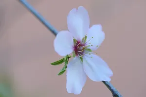 A delicate almond blossom blooms in the afternoon light
