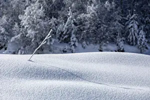 A delicate branch protrudes through a pristine snow blanket