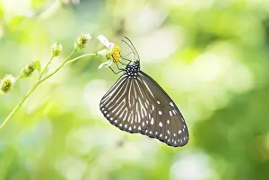 A delicate butterfly perched on a flower against a vibrant bokeh background