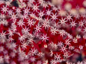 Delicate red and white star-shaped polyps of red knot fan (Melithaea ochracea) at close range