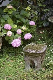 A delightful outdoor scene with pink hydrangeas
