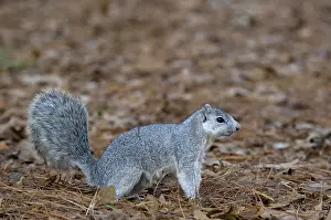 Delmarva Fox Squirrel, endangered species