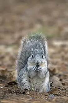 Delmarva Fox Squirrel (Sciurus niger cinereus)