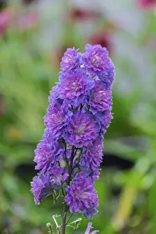 Delphiniums (Delphinium), North Rhine-Westphalia