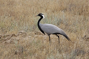 Demoiselle Crane (Anthropoides virgo)