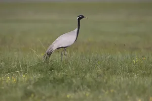 Demoiselle Crane (Grus virgo) foraging