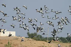 Demoiselle Cranes (Anthropoides virgo)