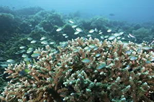 Demoiselles over reef, Pomacentrus sp