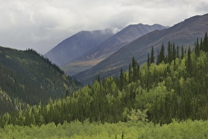 Denali Nationalpark in autumn area between Riley Creek and Savage RiverAlaska USA