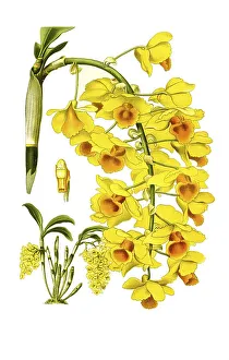 Dendrobium farmeri var aureoflavum