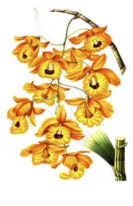 Dendrobium fimbriatum, from the orchid family, plant and flower, digitally reworked reproduction of an original from the 19th century