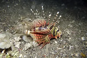 Dendrochirus zebra - Zebra dwarf lionfish