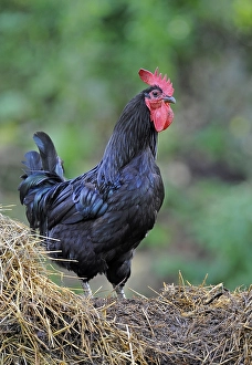 Denizli cock on a heap of manure