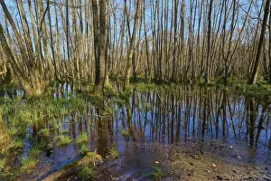 Dense alluvial forest with a swampy area and sparse vegetation