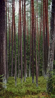 Dense cluster of straight pines (pinus) in the forest