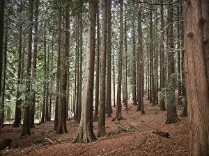 Dense collection of tall conifers in a quiet