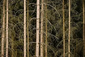 Dense coniferous forest with dried trees and branches in shades of brown