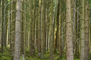 Dense coniferous forest with green tree trunks and overgrown ground