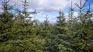 Dense fir forest (abies) under a cloudy