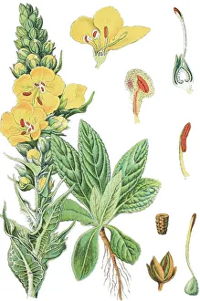 Dense-flowered mullein, or Large-flowered mullein (Verbascum densiflorum)