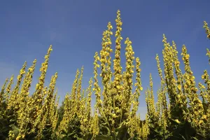 Dense-flowered mullein (Verbascum densiflorum) against blue sky
