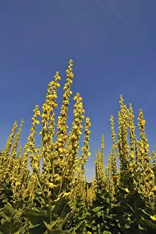 Dense-flowered mullein (Verbascum densiflorum) against blue sky