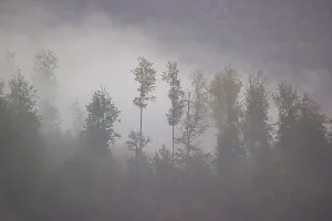 Dense fog on a forest near a lake on an early fall morning