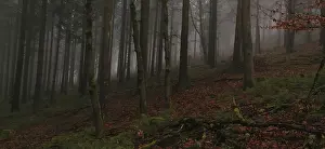 Dense forest in autumn with fog-covered trees