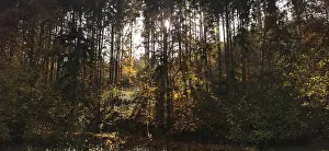 Dense forest in autumn light with sunshine and colorful foliage