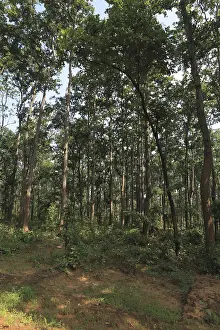 Dense forest, bastar, chhattisgarh, india, asia