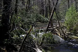 Dense forest with a clear river along Little River Road