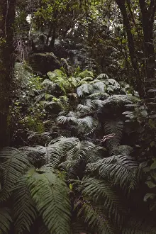 A dense forest full of green ferns and tree trunks