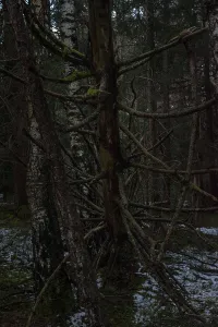 Dense forest landscape with fallen