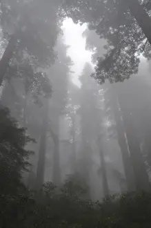 A dense forest of majestic trees
