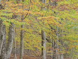 Dense forest with a mix of green and yellow leaves creating a vibrant autumn atmosphere