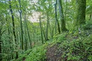 Dense forest with moss-covered trees