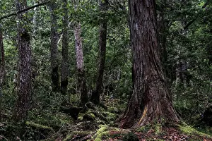 Dense forest with moss-covered trees in Aokigahara