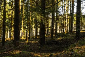 Dense forest with rays of sunshine falling through the trees