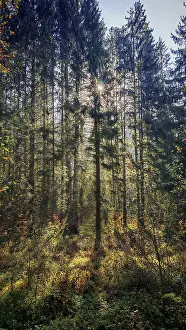 A dense forest with sunbeams shining through the trees and casting shadows