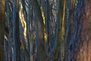 Dense forest in sunlight with mysterious