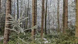 A dense forest with tall pines (abiete) and a snow-covered landscape