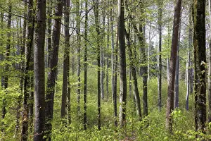 Framed Print : Dense forest with tall trees and fresh green leaves in sunlight Framed Print : Dense forest with tall trees and fresh green leaves in sunlight